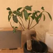 0015の画像