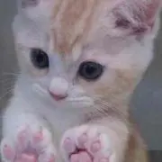りあちむ