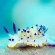 アクア
