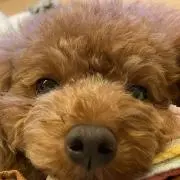 ゆゆゆ【6/16発送】の画像