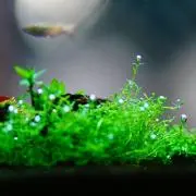 水草の画像