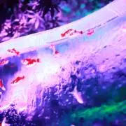 ゆきね-プロフ必読-の画像