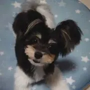 Crim-mamaの画像