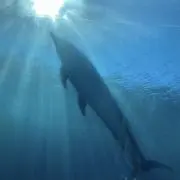 春風の画像