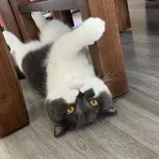 dcexpgnの画像