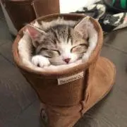 うまる⋈*.。