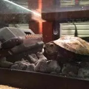 やまたつ