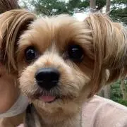 Teddyの画像