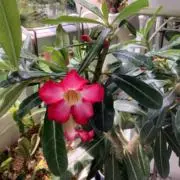 yachikoの画像