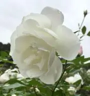 花和の画像