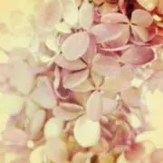 Pinky   ※プロフ確認お願いします