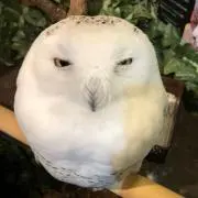 ほーほーの画像