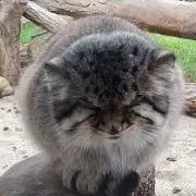 まゆかの画像