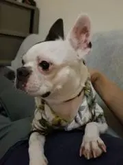 ピポ