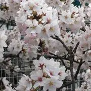 さくらしろの画像