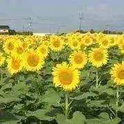 ひまわりの画像