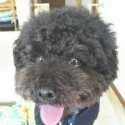 ★ダブどあ★の画像