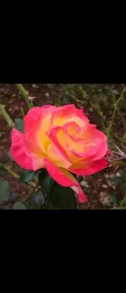 N.ROSEの画像