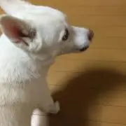 るーちゃん