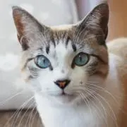 とりの画像