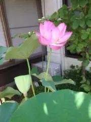 おかみ