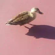 なすび
