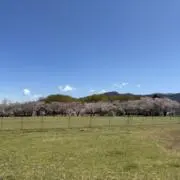 新　ボンドの画像