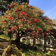 盆栽大好き(愛知県)の画像