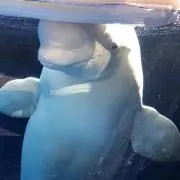 popoの画像