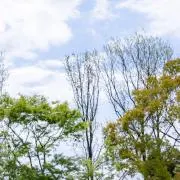 みやみやの画像