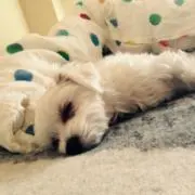 YOSHIの画像