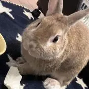 ノ　ぷろふぃーるの画像