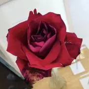 Mari.Kの画像