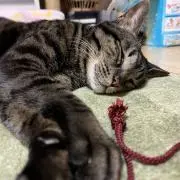 mikaの画像