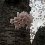 のぼるの画像