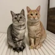ふるの画像