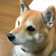 たけし