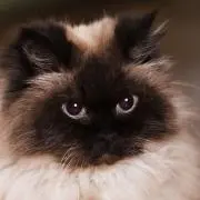 quickの画像