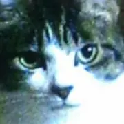 れいこ猫