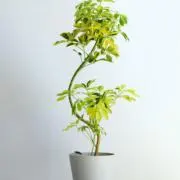 にっこりクローゼットの画像
