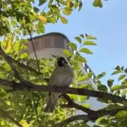 mfの画像