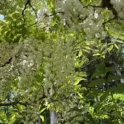 riankazeの画像