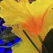、（断捨離中）の画像