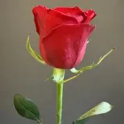 lomufy