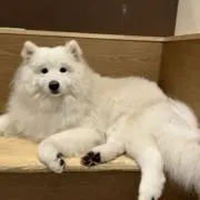 サモサモサの画像