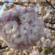 Stj12の画像