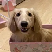 はちゃんの画像