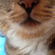 ぶたねこ
