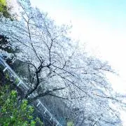 kikukiku