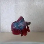 AKKの画像